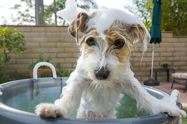 Making homemade dog shampoo is easy. Jack Russell Terrier getting a bath by Shutterstock.