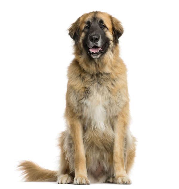 Leonberger by Shutterstock.