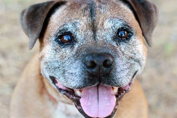 A senior dog looking happy.