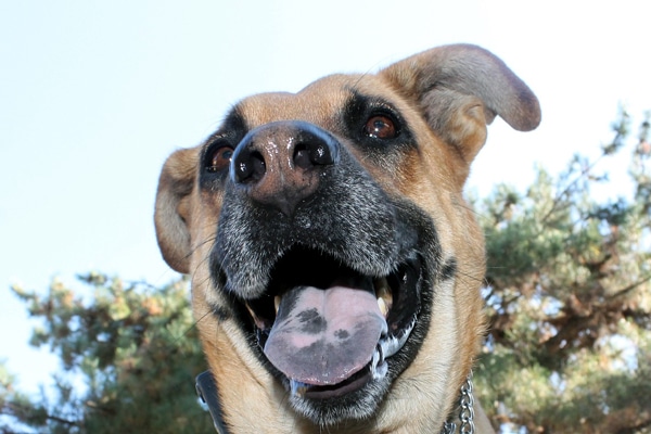 dogs tongue is white black spots on dogs tongue breeds picture dogs tongue is white black spots on dogs tongue breeds picture
