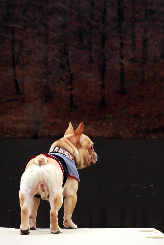 Louie is being retired as a stud dog. (Photo by Karen Dibert)