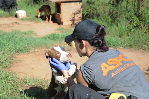 ASPCA raid of dog fighting ring. (Photo courtesy of ASPCA)