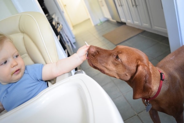 Dating websites for animal lovers