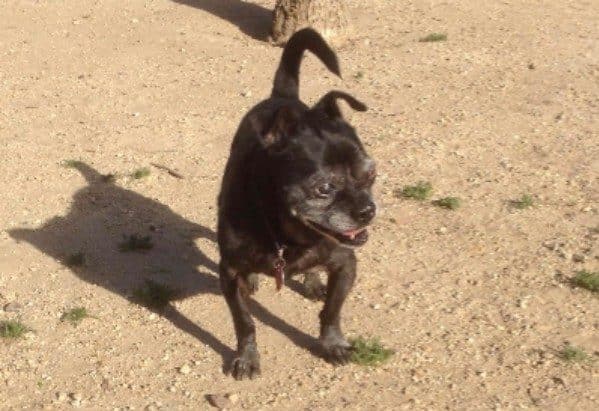 It’s a great day to soak up some sun at the dog park. (Photo by Amber Avines)