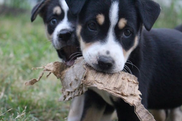 Foster puppies Becky and Bey (now Sascha and Beignet). (Photo by Lisa Seger)
