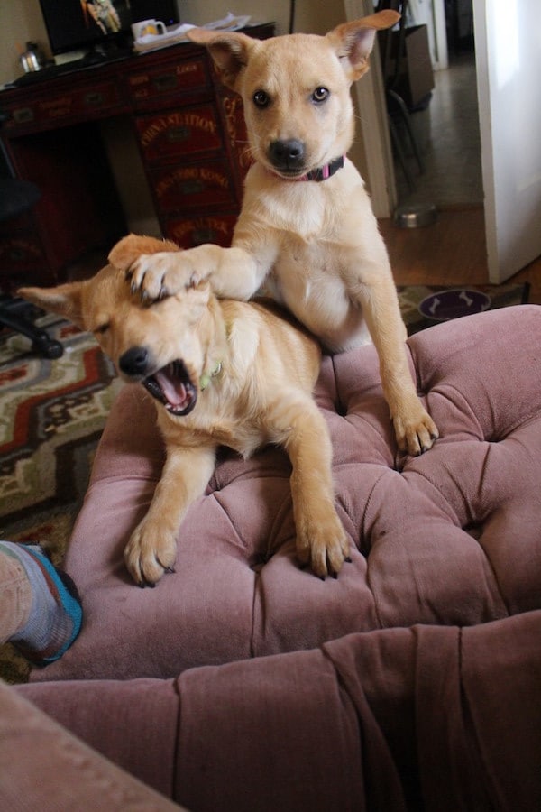 Two of our 2016 foster pups , Sydney and Sassy. (Photo by Lisa Seger)