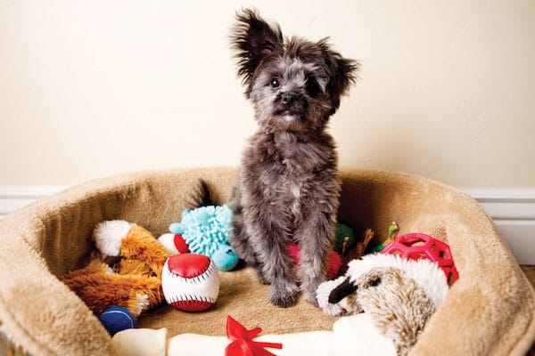 Dog with toys by iStock.