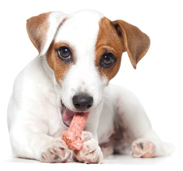 Dog with treat by iStock