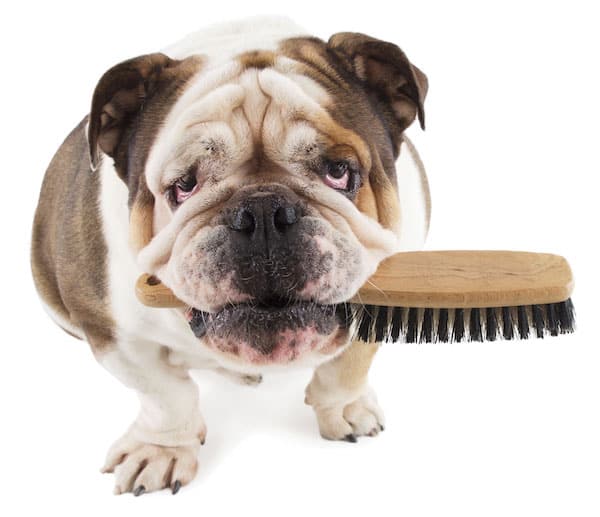 Bulldog with brush by Shutterstock.
