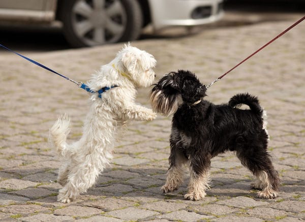 Dogs greeting by Shutterstock