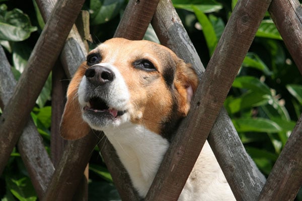 beagle puppy howling why do dogs howl 5 reasons beagle puppy howling why do dogs howl 5 reasons