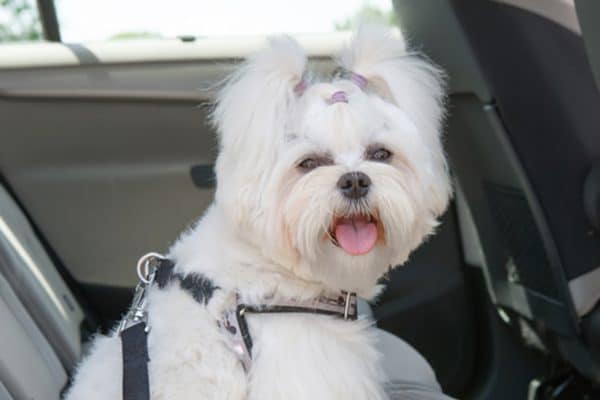 A dog riding in the backseat of a car in a harness. Photography by humonia/Thinkstock.