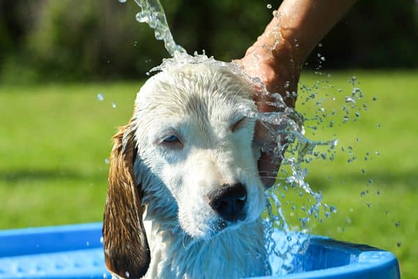 Dog in a kiddie pool in summer. 