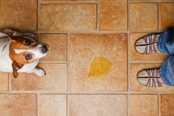 A dog who has peed on the floor, looking up at his human.