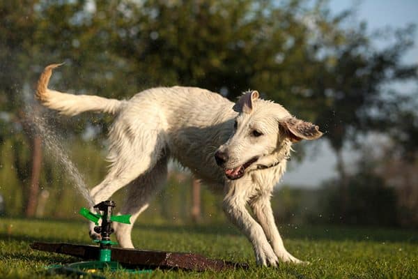 Dog chasing a sprinkler in the summer.