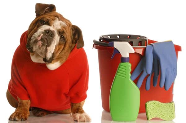 Dog with cleaning supplies.