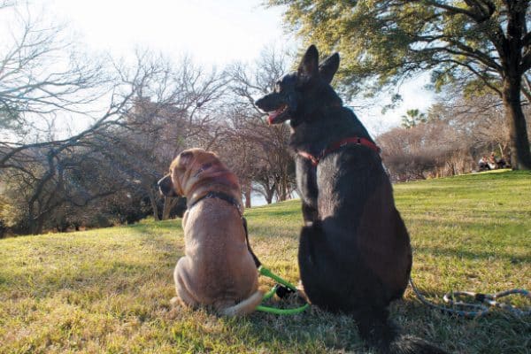 Where to Find a Great Dog Park Near You