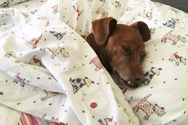 A sleeping dog tucked into bed.