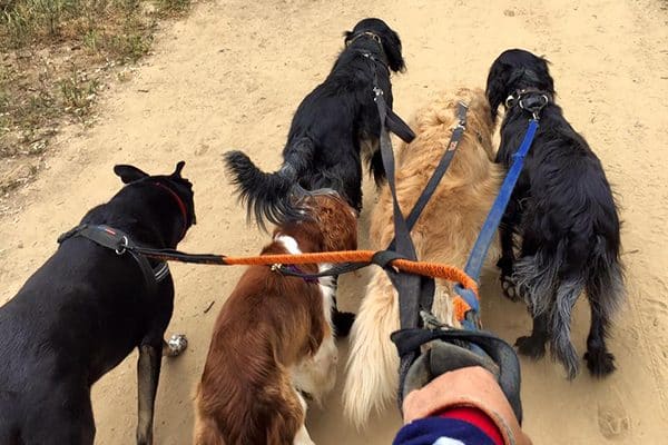 A few dogs out for a walk or hike. 