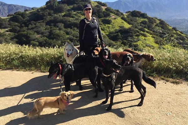 A dog sitter / dog walker with a group of dogs. 