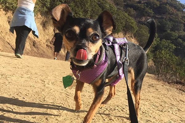 A small dog in a hike in the desert.