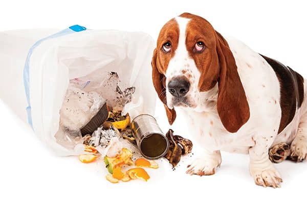 A Basset Hound who has gotten into the garbage.