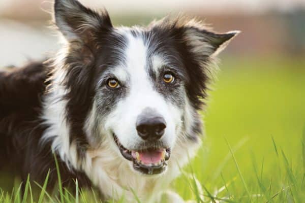 A black and white dog hanging out in the grass.