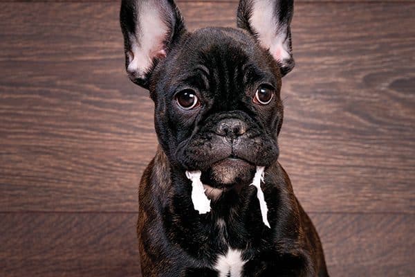 A black dog looking sick, like he might have an upset stomach.