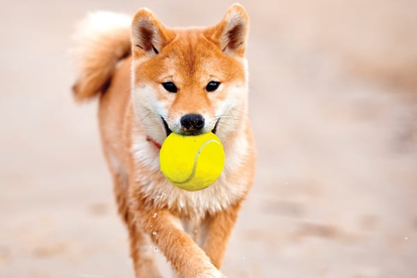 how does it take a puppy to digest food style dogster how does it take a puppy to digest food style dogster
