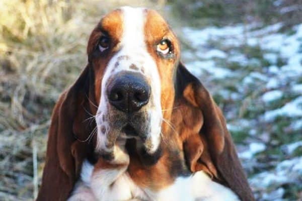 A Basset Hound.