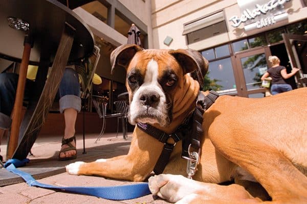 A dog sitting outside.