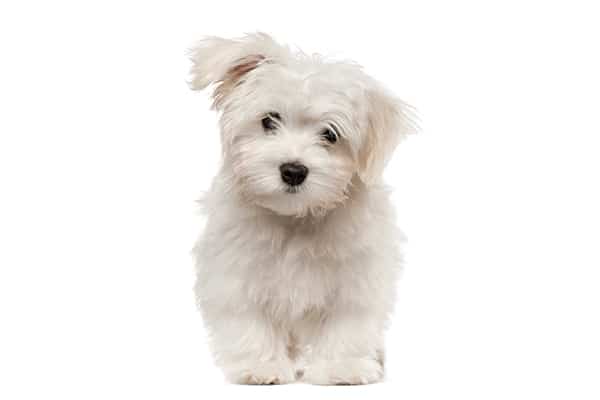 A Bichon Frisé against a white backdrop.