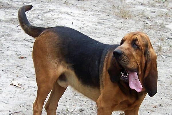 A Bloodhound.