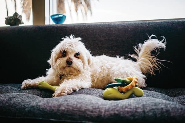 One of actor Jonathan Slavin's rescue dogs. 