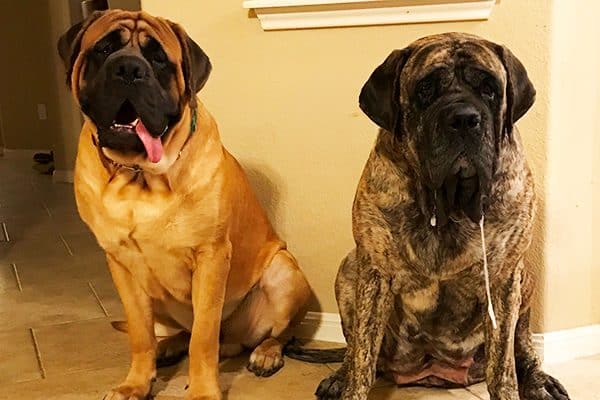 Mastiff dogs.