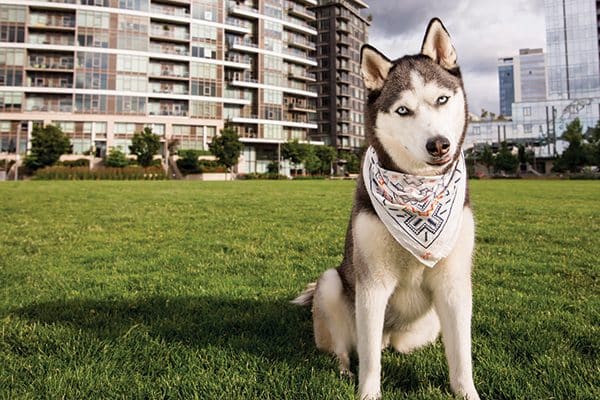 A Husky dog with Portland, Oregon as his backdrop. 