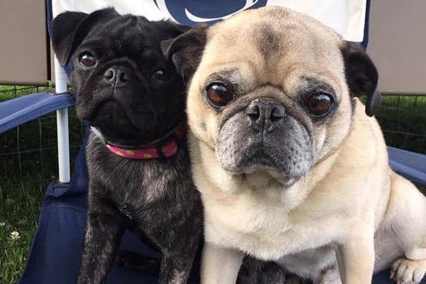These two Pugs just aren't feeling the summer heat. Photography courtesy Robyn Ginther.