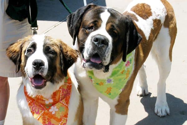 Saint Bernard dogs. Photography Courtesy Jann Hayes.