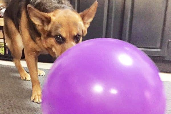 A dog learning trick training. 