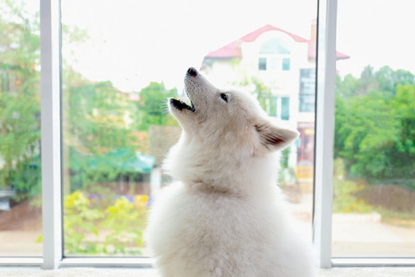 A white dog howling.