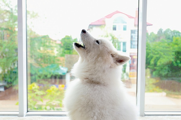 why do dogs howl