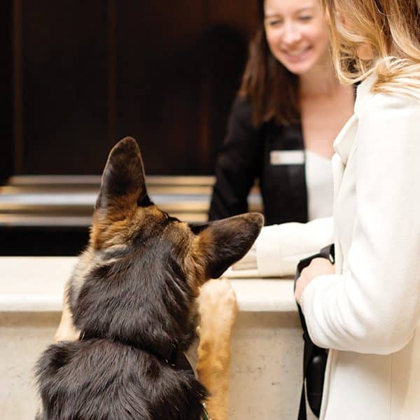 A dog checks into the XV Beacon Hotel in Boston. 