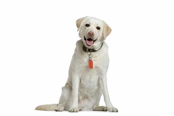 A yellow lab sitting down.