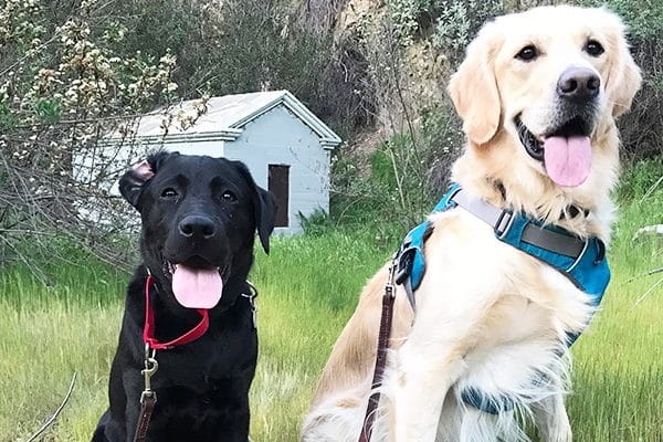 Beau and his brother Cooper take a break during a walk. 