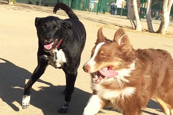 Riggins and a friend enjoy a lap at the dog park. Photography by Wendy Newell.