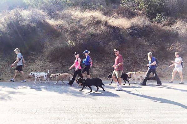 Dogs and their folks on a walk. 