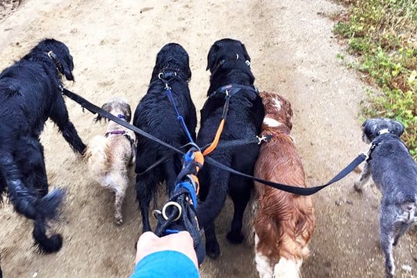 Happy, Damsel, Sissy, Boone, Spencer and Dragon enjoy a pack walk. 