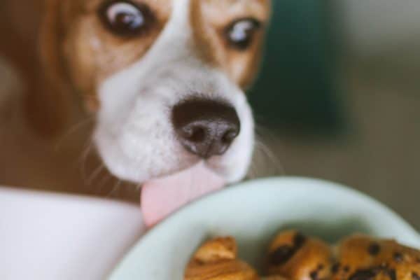 A beagle about to eat some chocolate croissants.