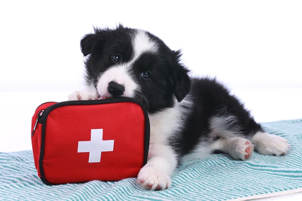 A black and white dog with a first aid kit.