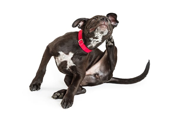 Why Do Some Dogs Bark At Black People Why Do Some Dogs Bark At Black People